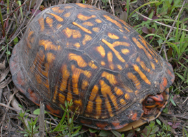 Eastern Box Turtle